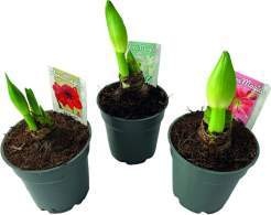  Amaryllis  Flora Magica