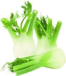 Italien Fenchel 