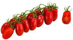 Niederlande Cherry-Dattel-Strauchtomaten