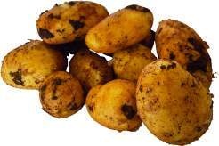 Deutschland/Gnarrenburg Speisekartoffeln Moor Leyla