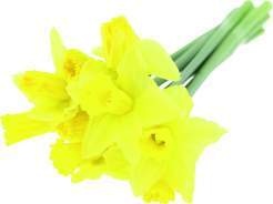 England/Irland Freiland Narzissen 