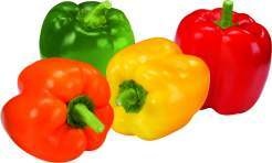 Niederlande Paprika  rot, gelb, orange oder grün