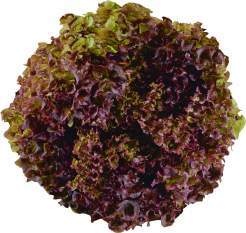 Frankreich Bunte Salate 