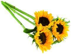 Deutschland Sonnenblumen 