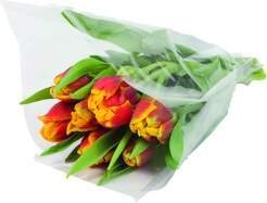  Tulpen Papagei